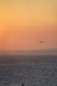 Seagull flying over sea against sky during sunset