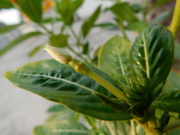 Close-up of plant