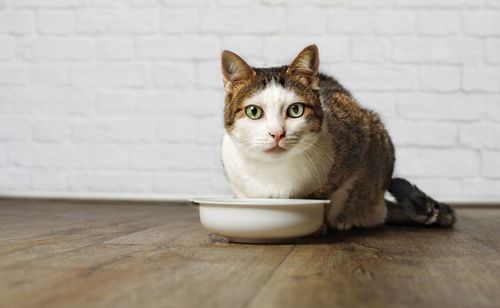 Portrait of cat sitting on table