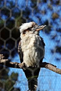 Low angle view of bird perching on tree