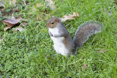 Close-up of squirrel on field