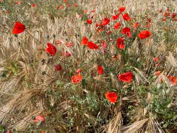 Red poppy flowers in field