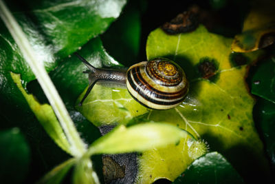 Closeup high angle of a colorful snail amongst the leaves of the forest floor