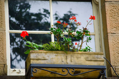 Close-up of potted plant against window