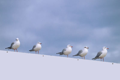 Birds perching on snow against sky