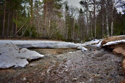 View of trees on snow covered land