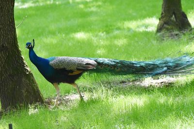 View of peacock on field