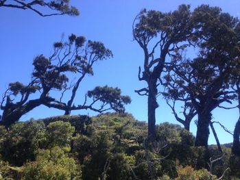 Low angle view of trees against clear sky