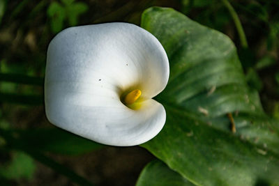 Close-up of flower