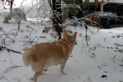 White dog navigating through snowy ground