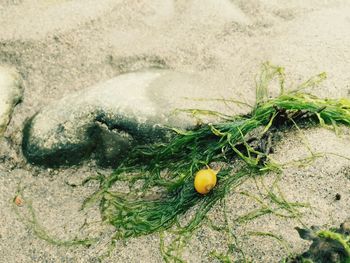 Plants growing on field