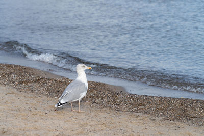 Seagull perching on a beach