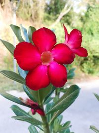 Close-up of pink flowers blooming outdoors