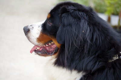 Close-up of dog looking away