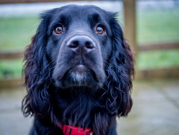 Close-up portrait of black dog