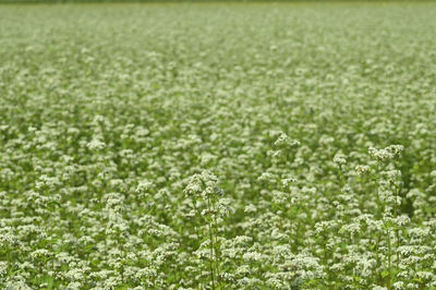 Full frame shot of flowering plants on field