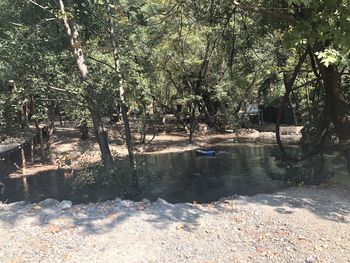 Trees by river in forest