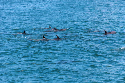 View of birds swimming in sea