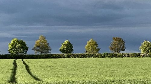 Trees on field against sky