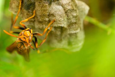 Close-up of insect on leaf