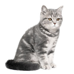 Portrait of tabby cat against white background