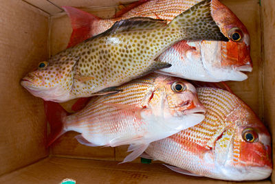 High angle view of fish in sea