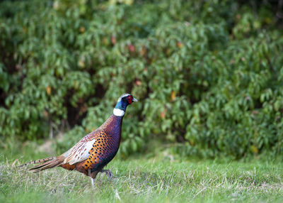 Side view of a bird on grass