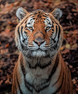 Close-up of tiger