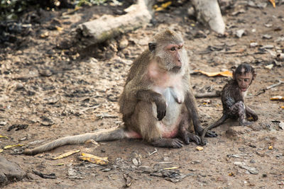 Long-tailed macaque with infant sitting on field in zoo