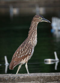 Close-up of bird perching on wood