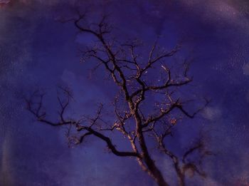 Low angle view of bare tree against sky at night