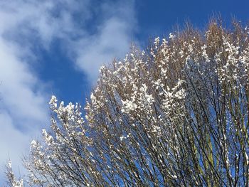 Low angle view of blooming tree against sky