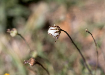 Close-up of wilted plant