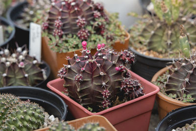 High angle view of potted plants on table