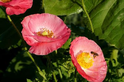 Close-up of flower blooming outdoors