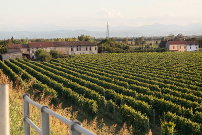 Growing field of wine grapes, vineyard, italy
