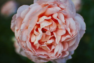 Close-up of pink rose flower