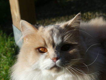 Close-up portrait of a cat