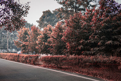 Road amidst trees against sky during autumn
