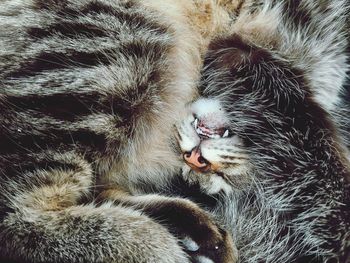 Curious scene of a cat curled up in sleep