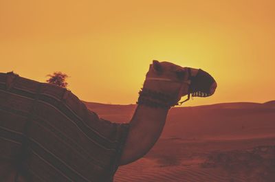 Side view of camel standing in desert