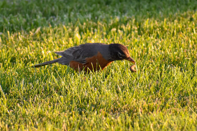 Close-up of duck on field