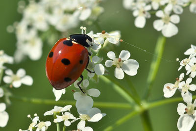 Close-up of ladybug on plant