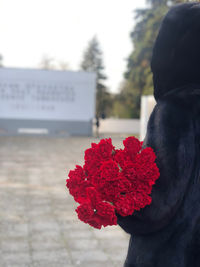 Close-up of red rose flower