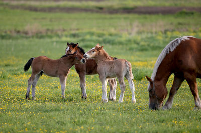 Horses in a field