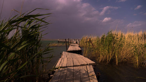 Plants growing on land against sky
