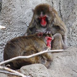 Close-up portrait of monkey yawning