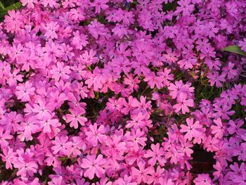 Full frame shot of purple flowering plants