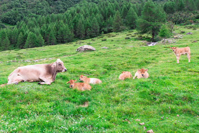 Cows in a field