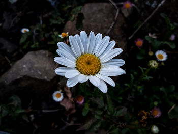 Close-up of white daisy flower on field